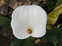Arum (2) (Photo F. Mrugala)
